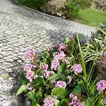 Quinta Lagus - Gospodarstwo wiejskie *